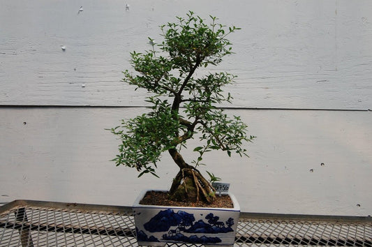 18 Year Old Thousand Star Serissa Flowering Root Over Rock Specimen Bonsai Tree