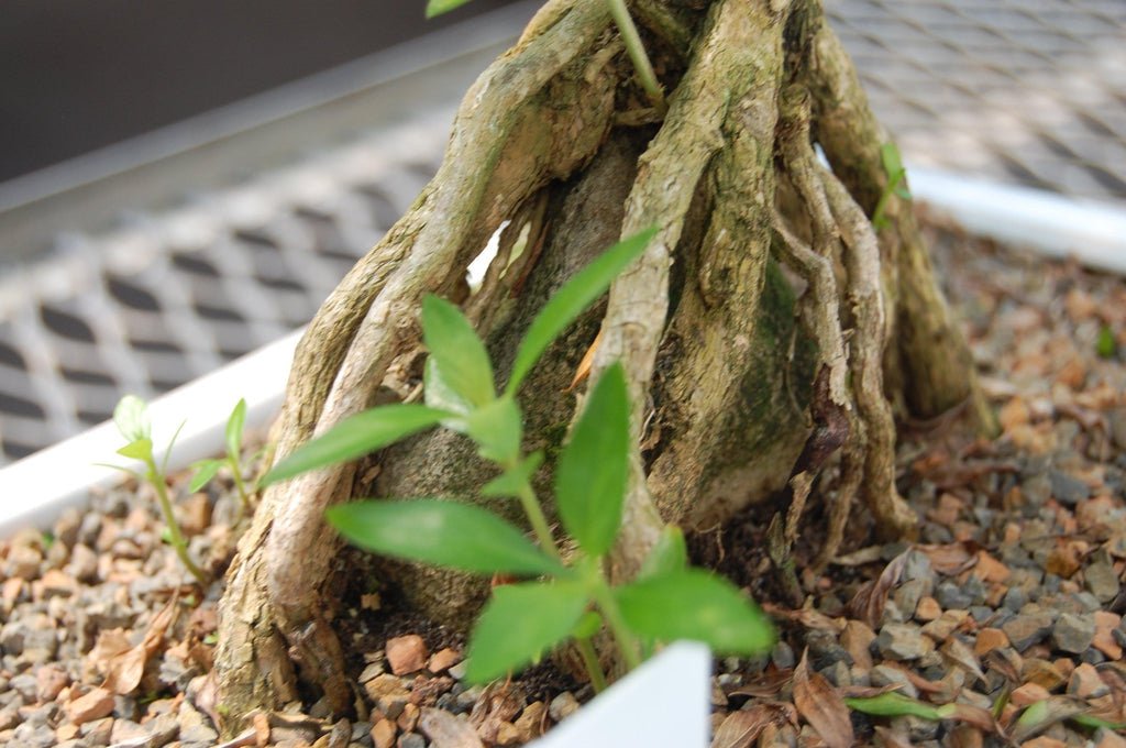 18 Year Old Thousand Star Serissa Flowering Root Over Rock Specimen Bonsai Tree