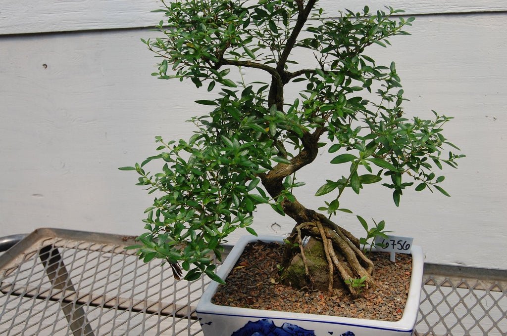 18 Year Old Thousand Star Serissa Flowering Root Over Rock Specimen Bonsai Tree