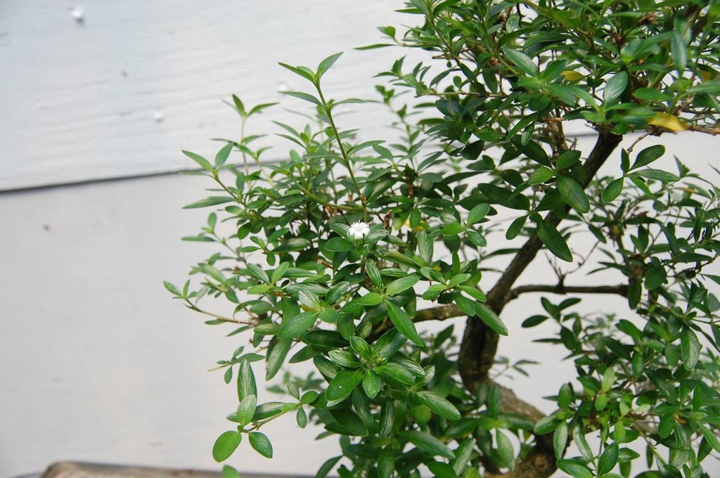 18 Year Old Thousand Star Serissa Flowering Root Over Rock Specimen Bonsai Tree