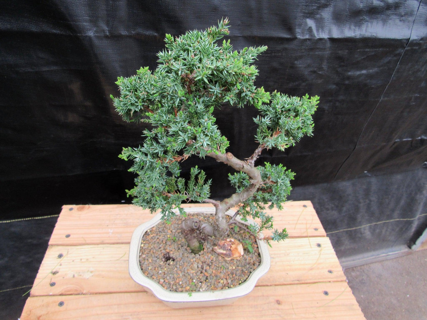 18 Year Old Twisted Juniper Specimen Bonsai Tree