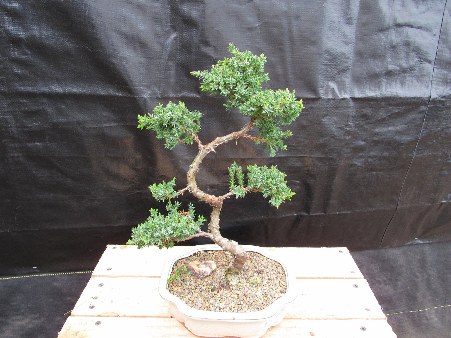 18 Year Old Twisted Juniper Specimen Bonsai Tree