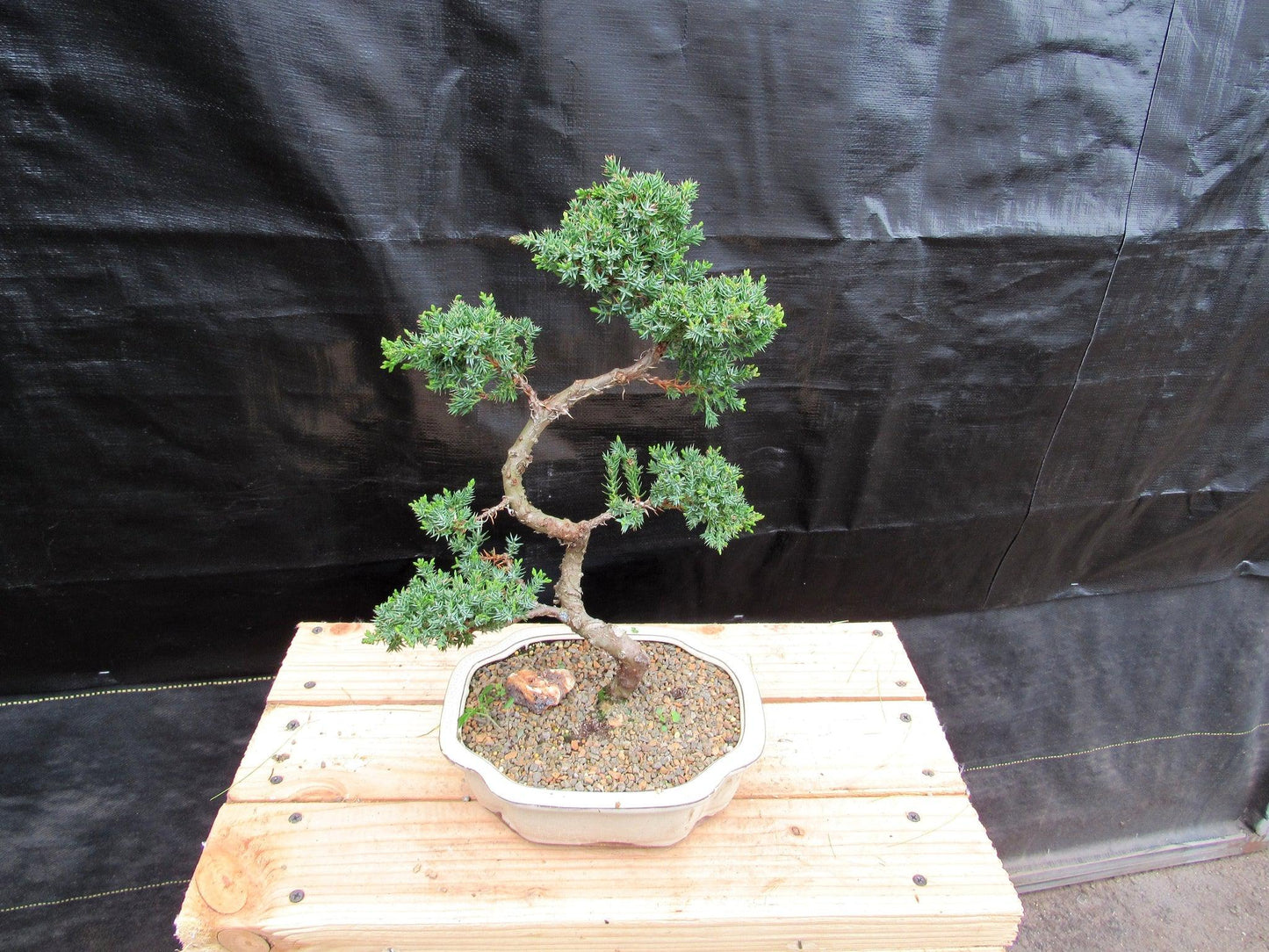 18 Year Old Twisted Juniper Specimen Bonsai Tree