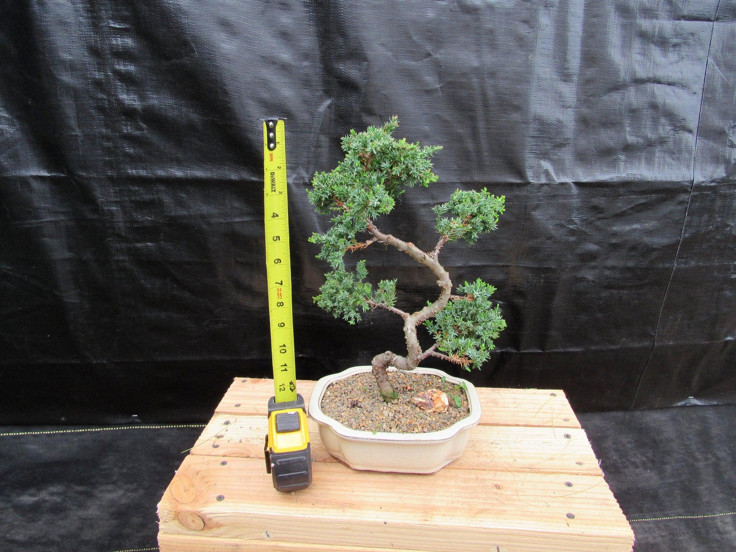 18 Year Old Twisted Juniper Specimen Bonsai Tree