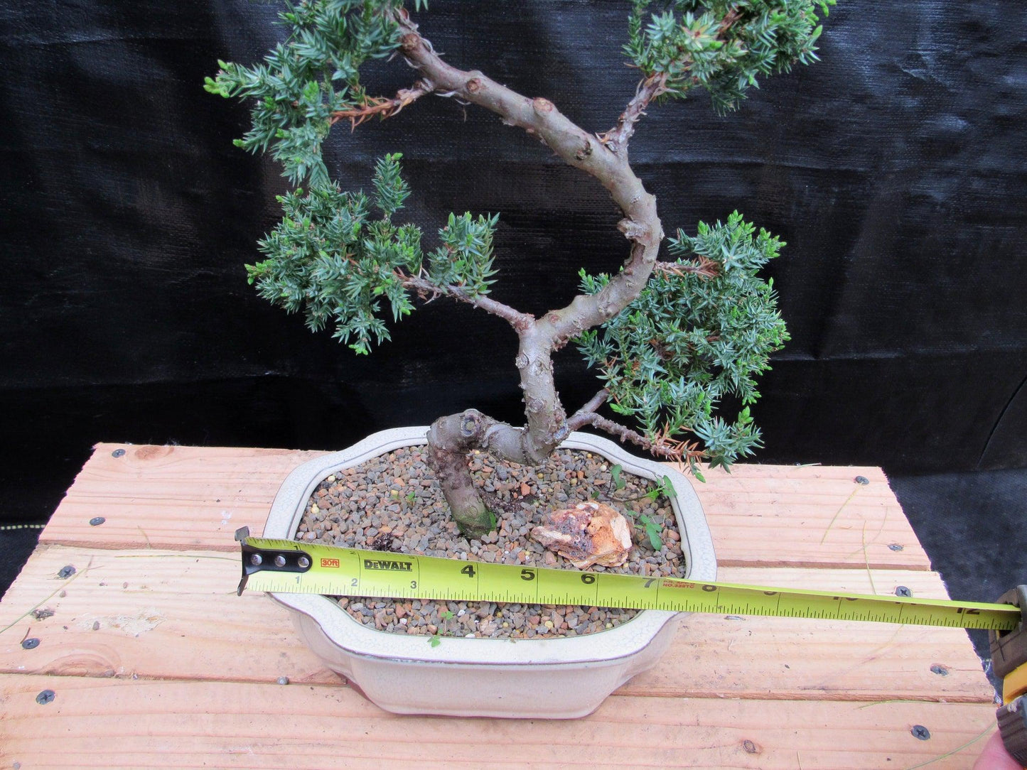 18 Year Old Twisted Juniper Specimen Bonsai Tree