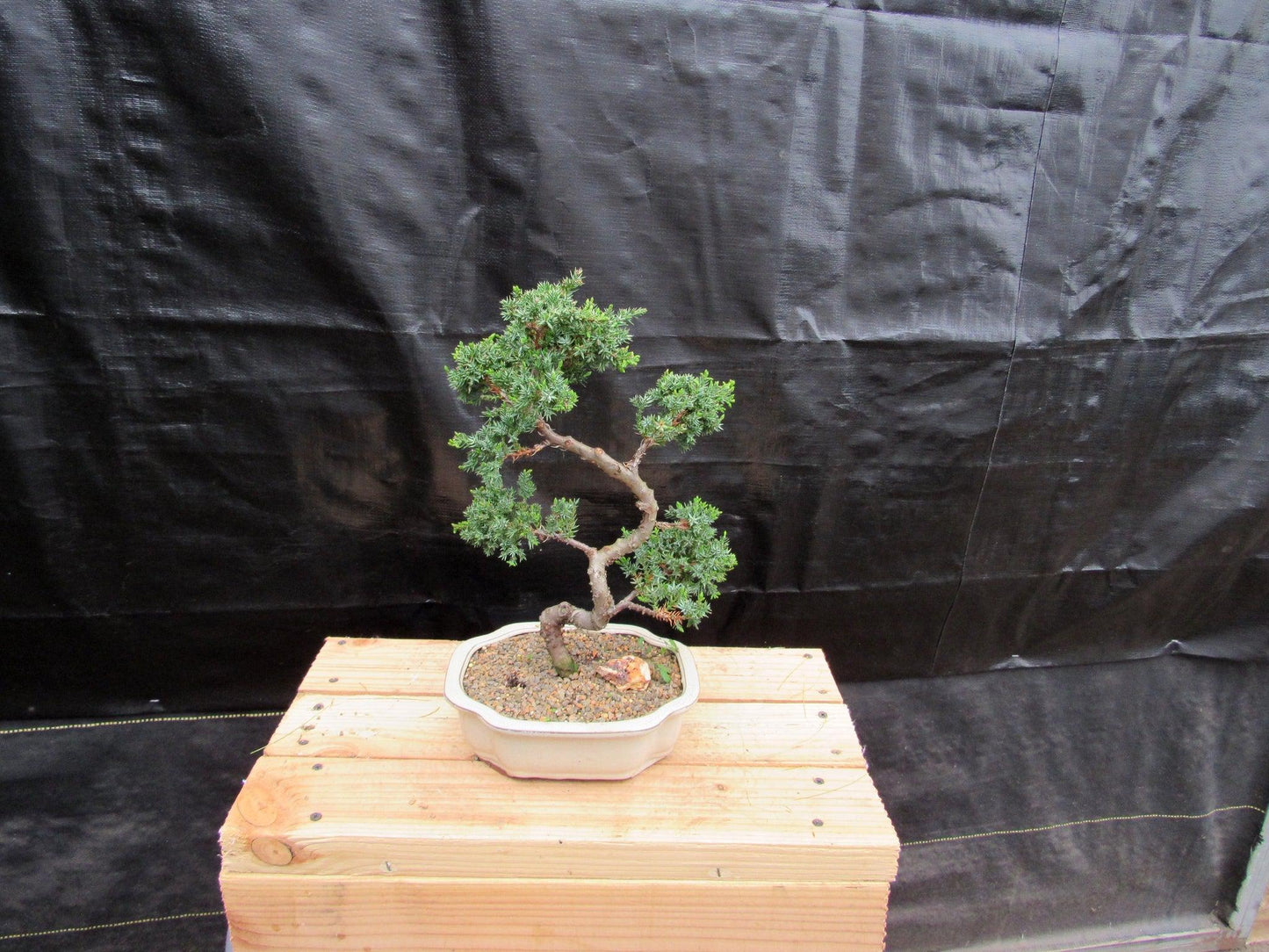 18 Year Old Twisted Juniper Specimen Bonsai Tree