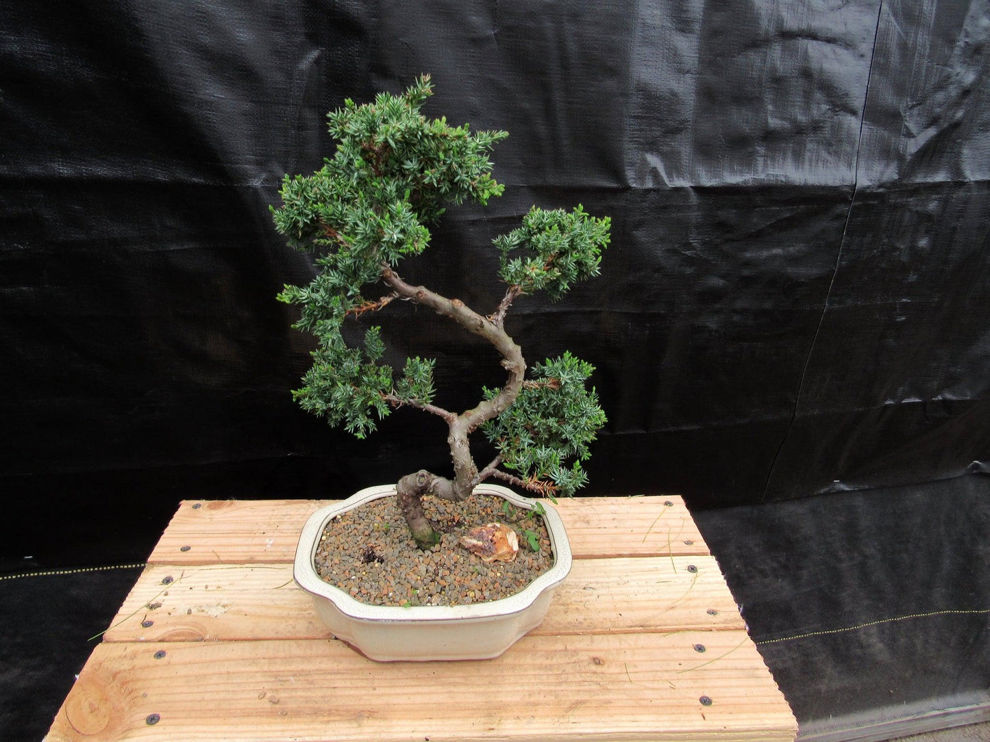 18 Year Old Twisted Juniper Specimen Bonsai Tree