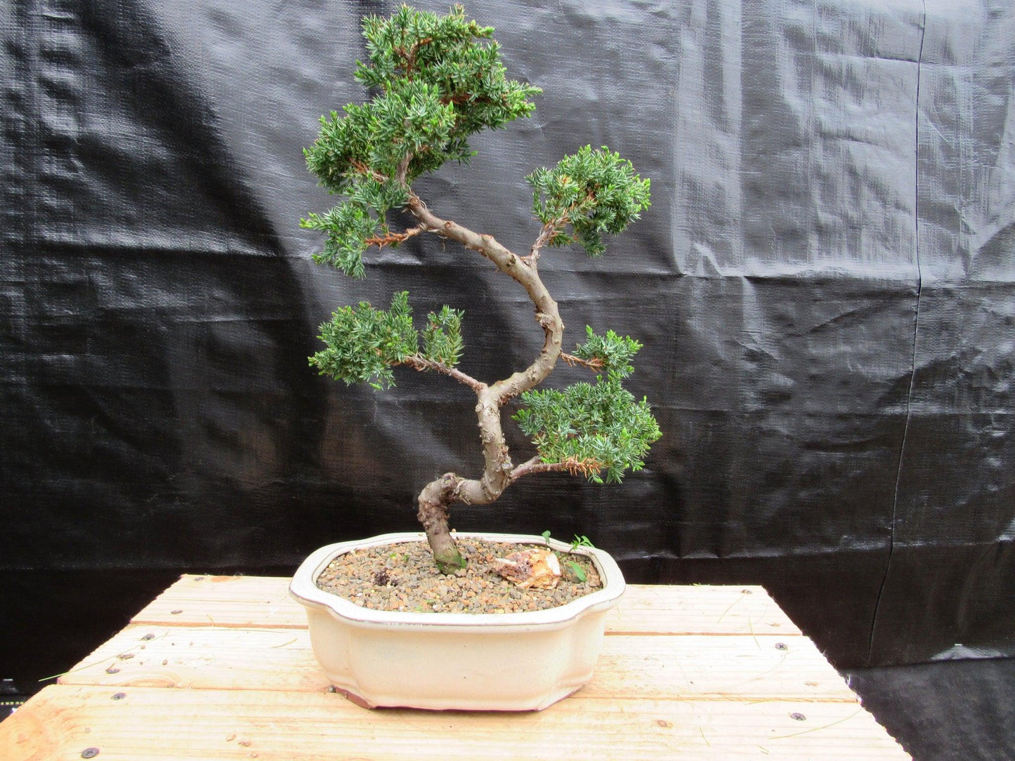 18 Year Old Twisted Juniper Specimen Bonsai Tree