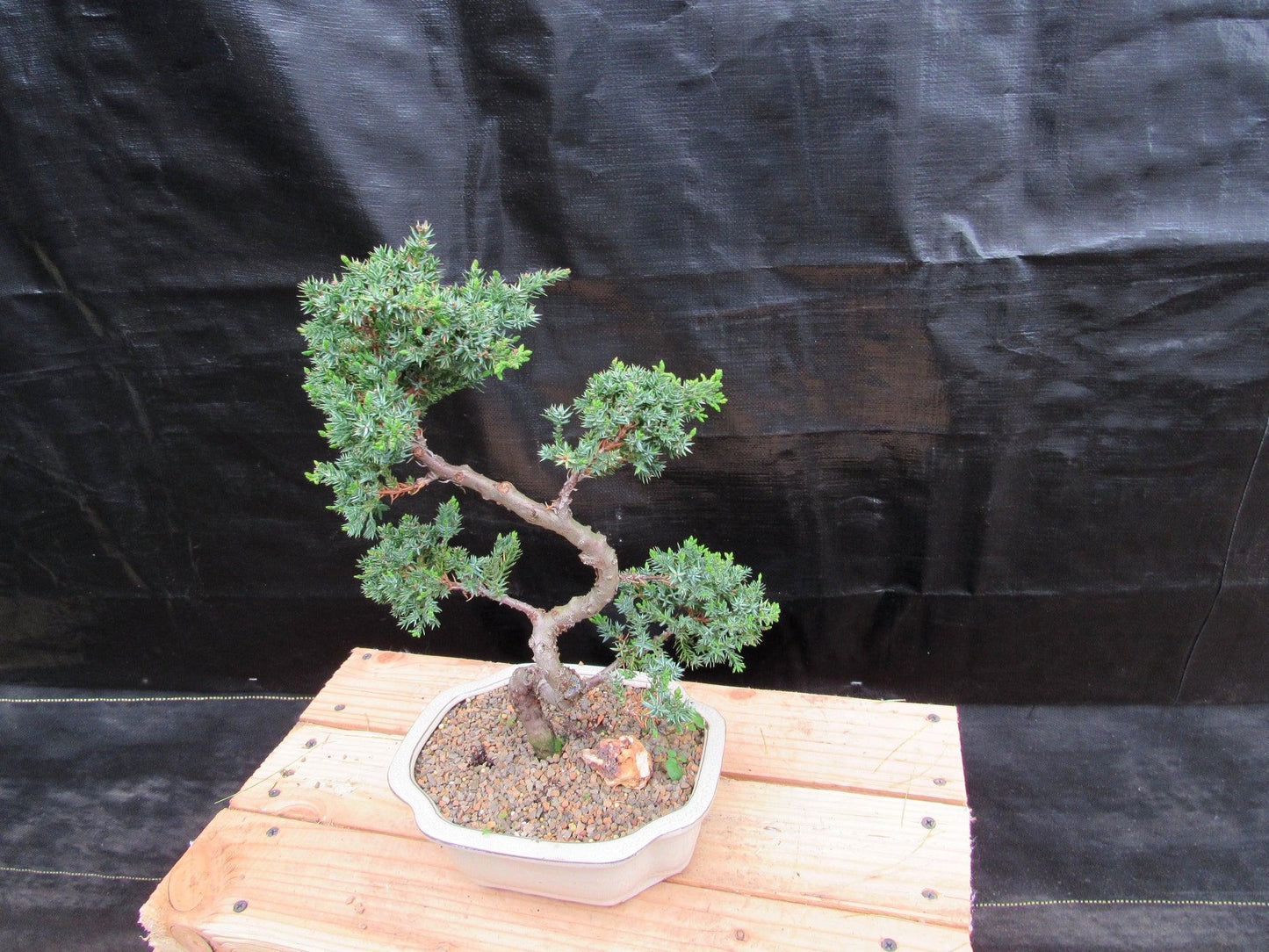 18 Year Old Twisted Juniper Specimen Bonsai Tree