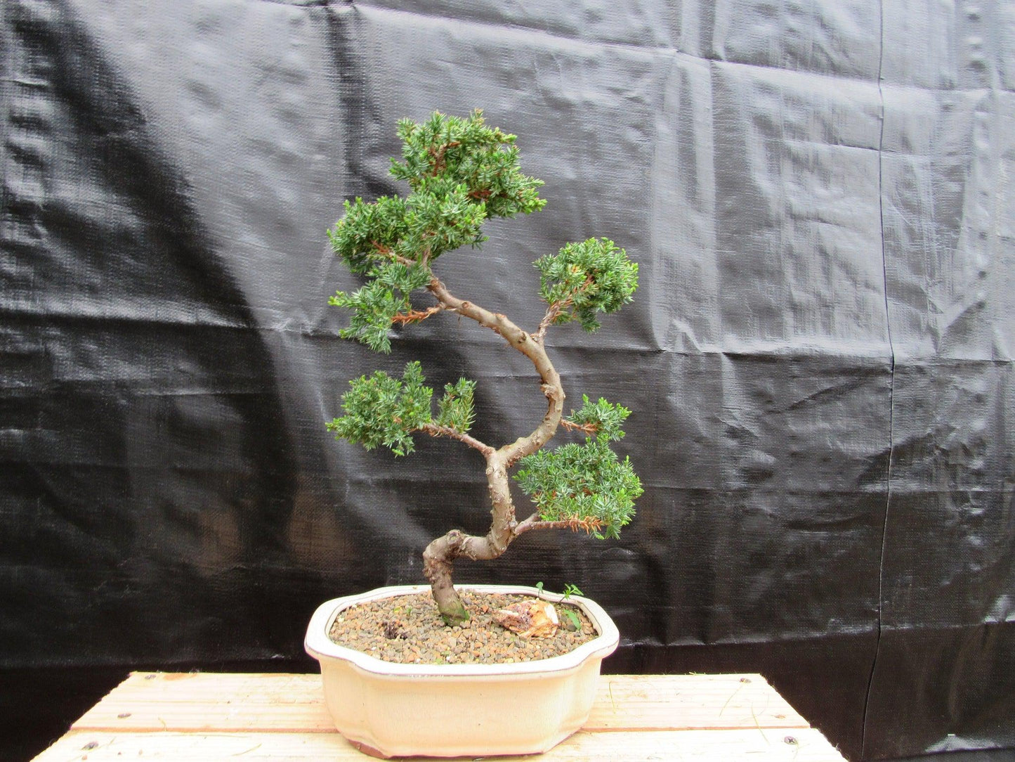 18 Year Old Twisted Juniper Specimen Bonsai Tree