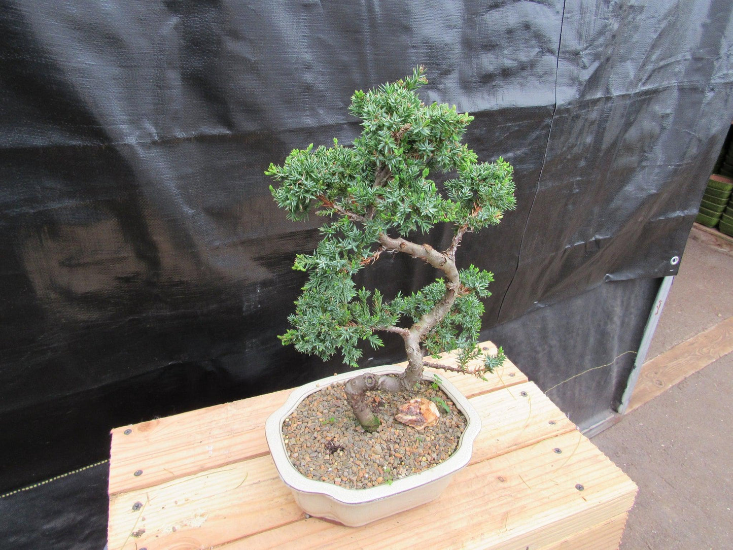 18 Year Old Twisted Juniper Specimen Bonsai Tree