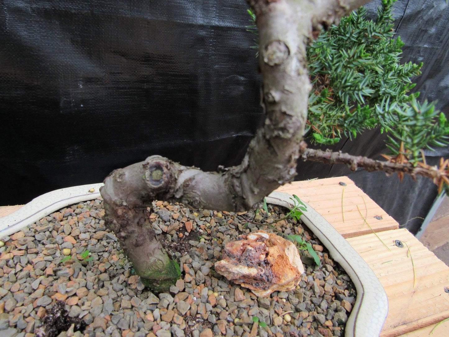 18 Year Old Twisted Juniper Specimen Bonsai Tree