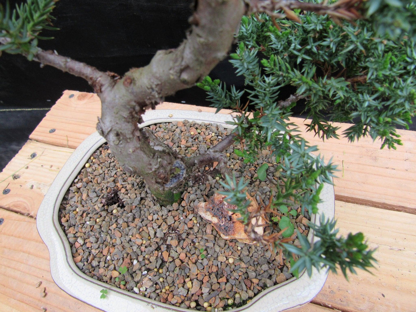 18 Year Old Twisted Juniper Specimen Bonsai Tree