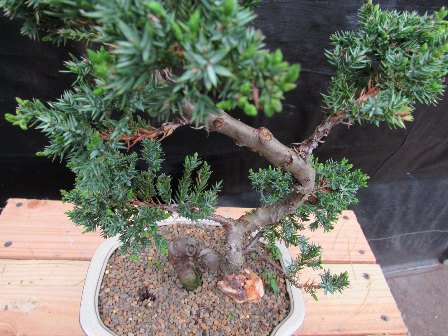 18 Year Old Twisted Juniper Specimen Bonsai Tree