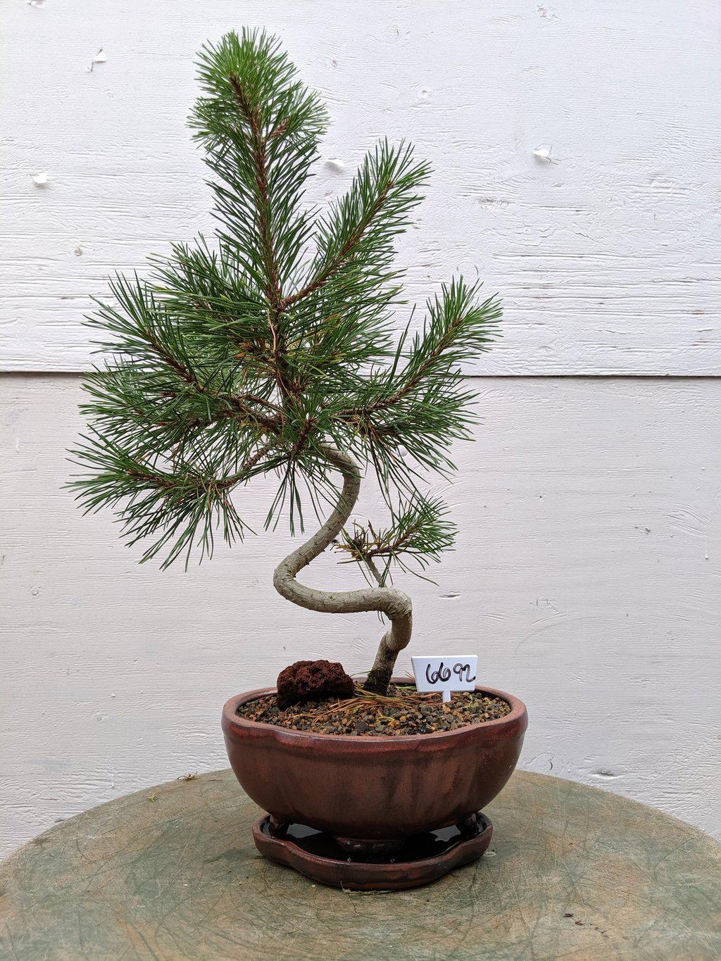 18 Year Old Twisty Mugo Pine Specimen Bonsai Tree