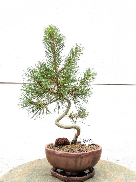 18 Year Old Twisty Mugo Pine Specimen Bonsai Tree