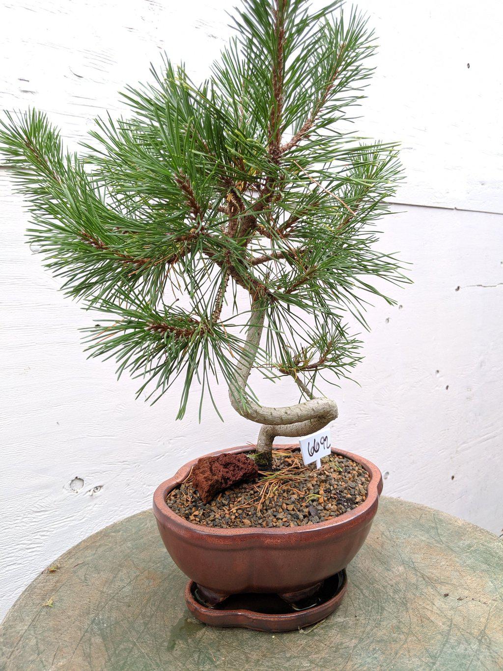 18 Year Old Twisty Mugo Pine Specimen Bonsai Tree