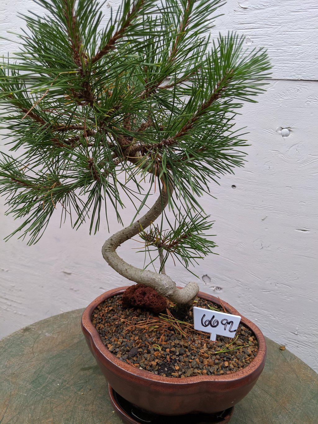 18 Year Old Twisty Mugo Pine Specimen Bonsai Tree