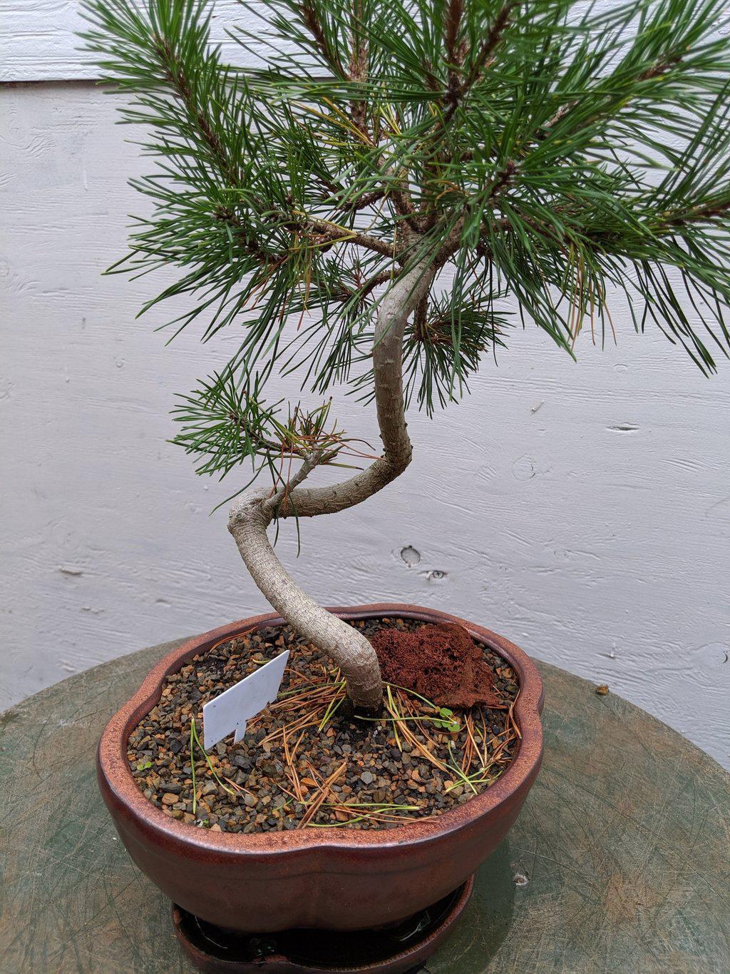 18 Year Old Twisty Mugo Pine Specimen Bonsai Tree