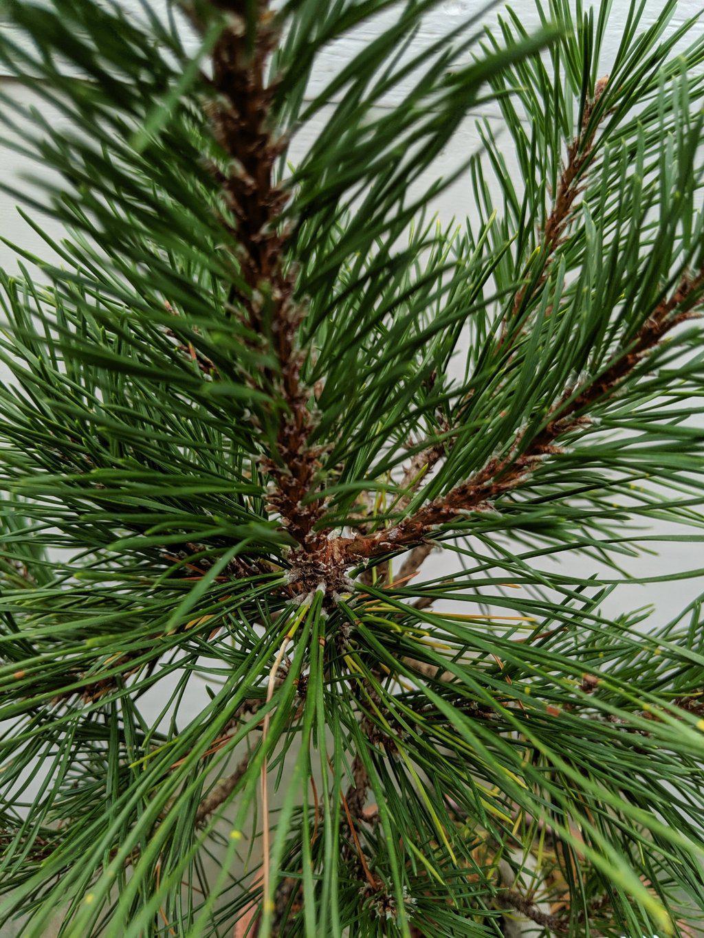 18 Year Old Twisty Mugo Pine Specimen Bonsai Tree