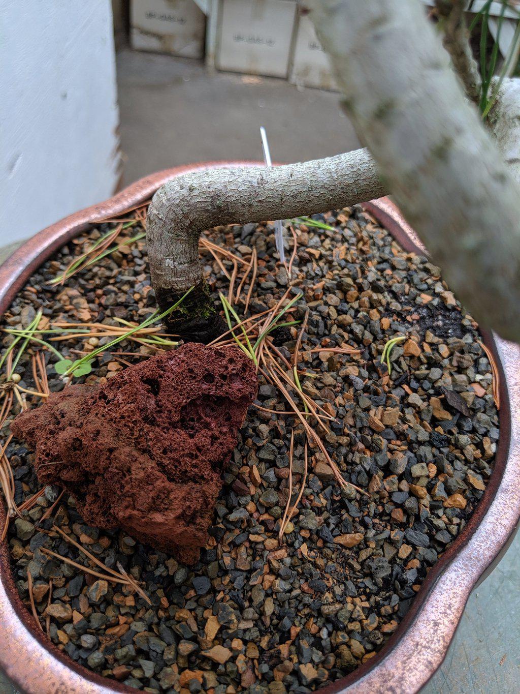 18 Year Old Twisty Mugo Pine Specimen Bonsai Tree