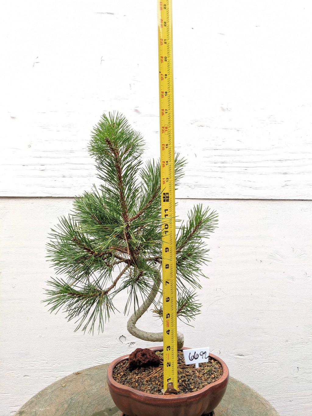 18 Year Old Twisty Mugo Pine Specimen Bonsai Tree