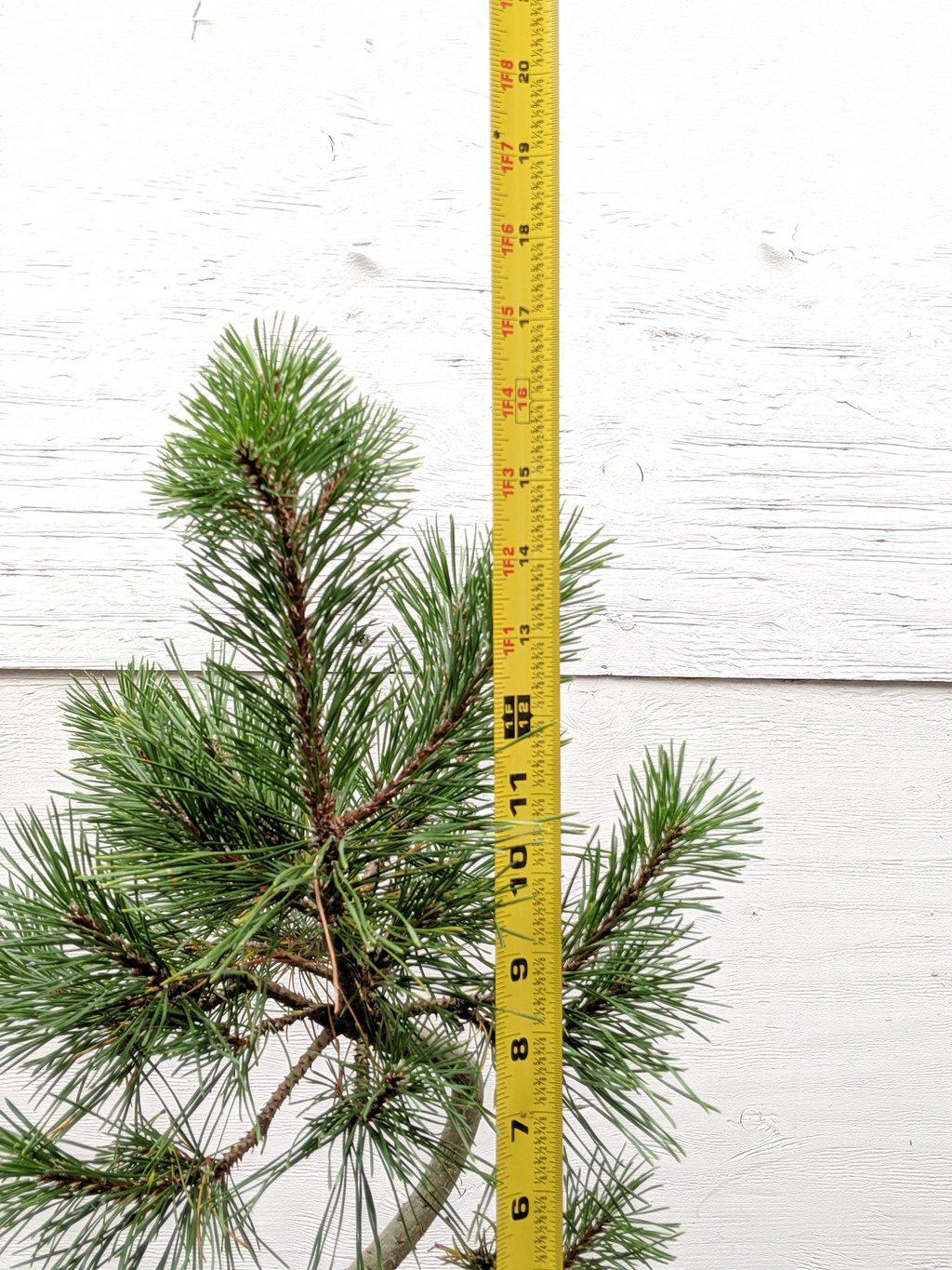 18 Year Old Twisty Mugo Pine Specimen Bonsai Tree