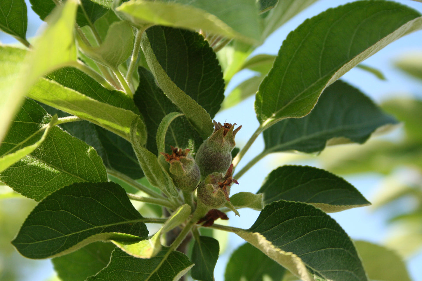 Apple Tree 'Fuji'