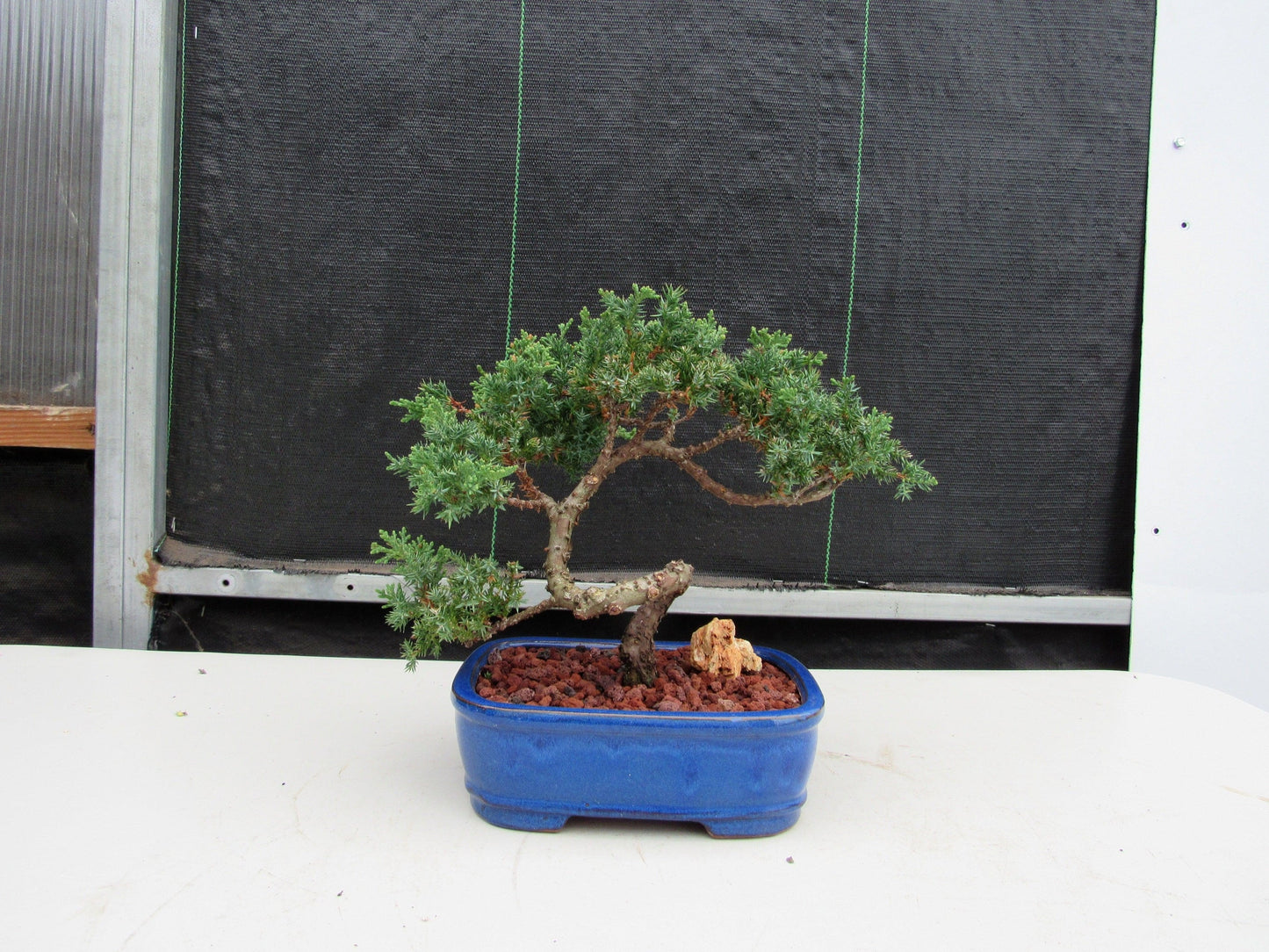 19 Year Old Juniper "S" Specimen Bonsai Tree