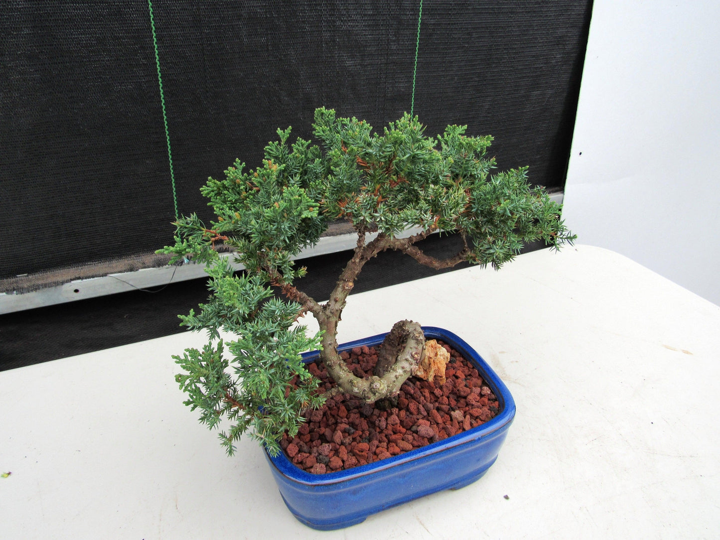 19 Year Old Juniper "S" Specimen Bonsai Tree