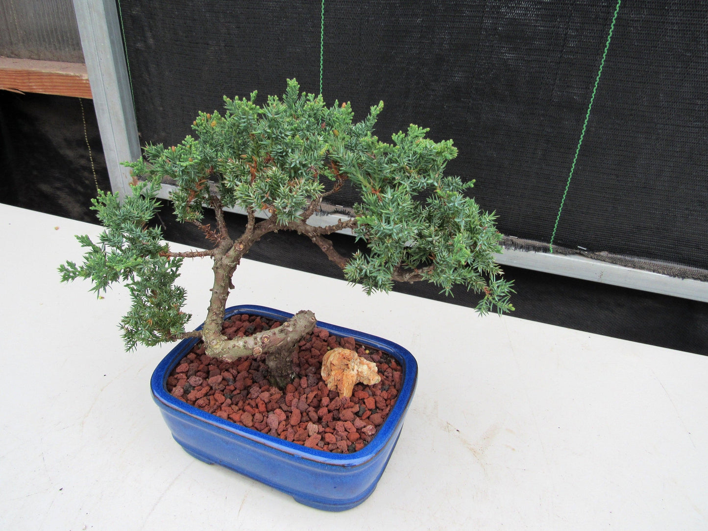 19 Year Old Juniper "S" Specimen Bonsai Tree