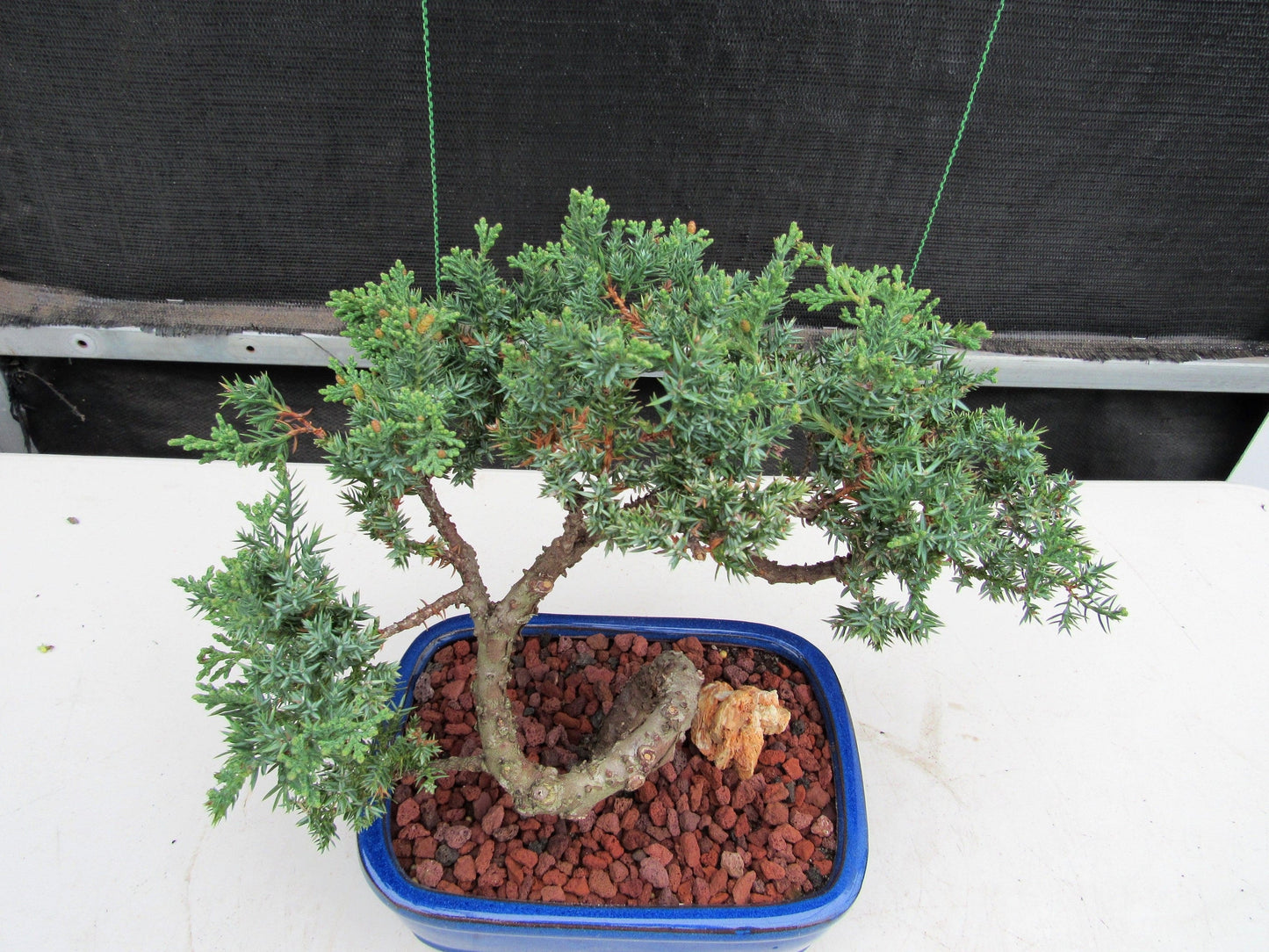 19 Year Old Juniper "S" Specimen Bonsai Tree