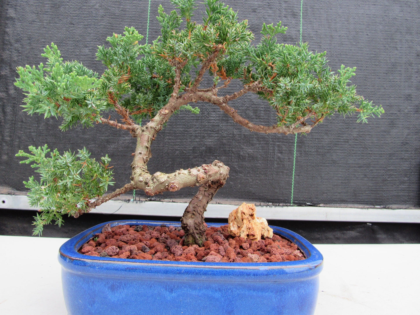 19 Year Old Juniper "S" Specimen Bonsai Tree