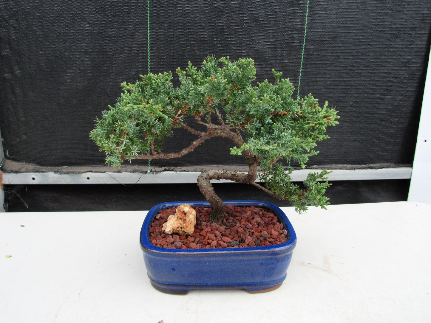 19 Year Old Juniper "S" Specimen Bonsai Tree