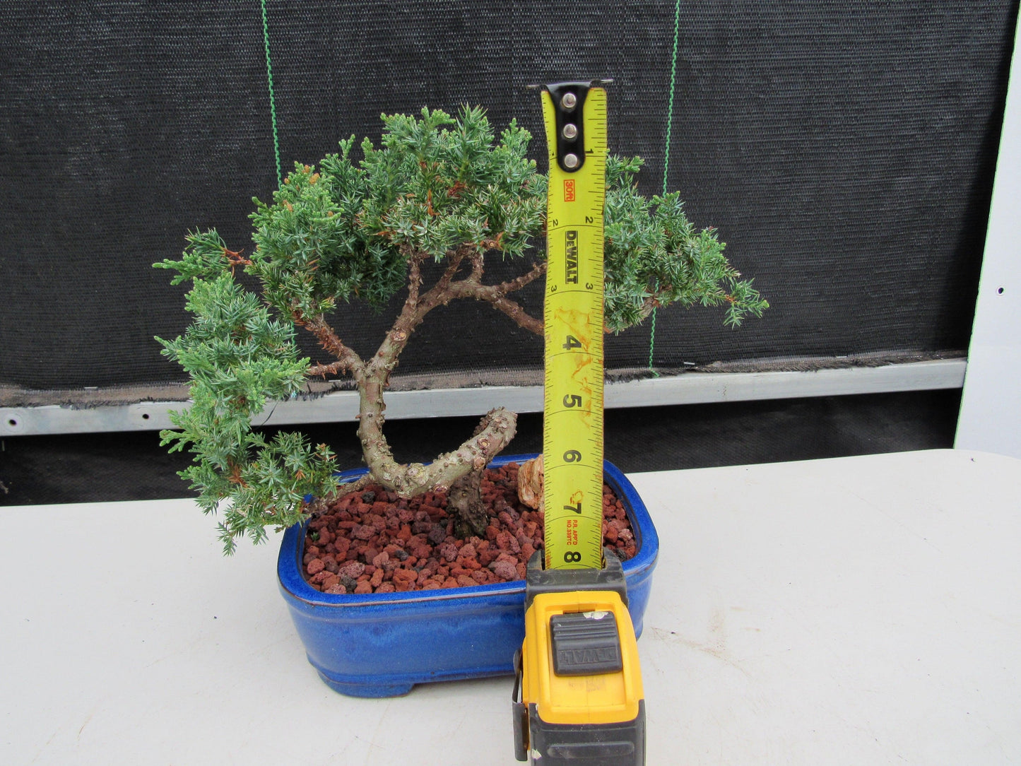 19 Year Old Juniper "S" Specimen Bonsai Tree