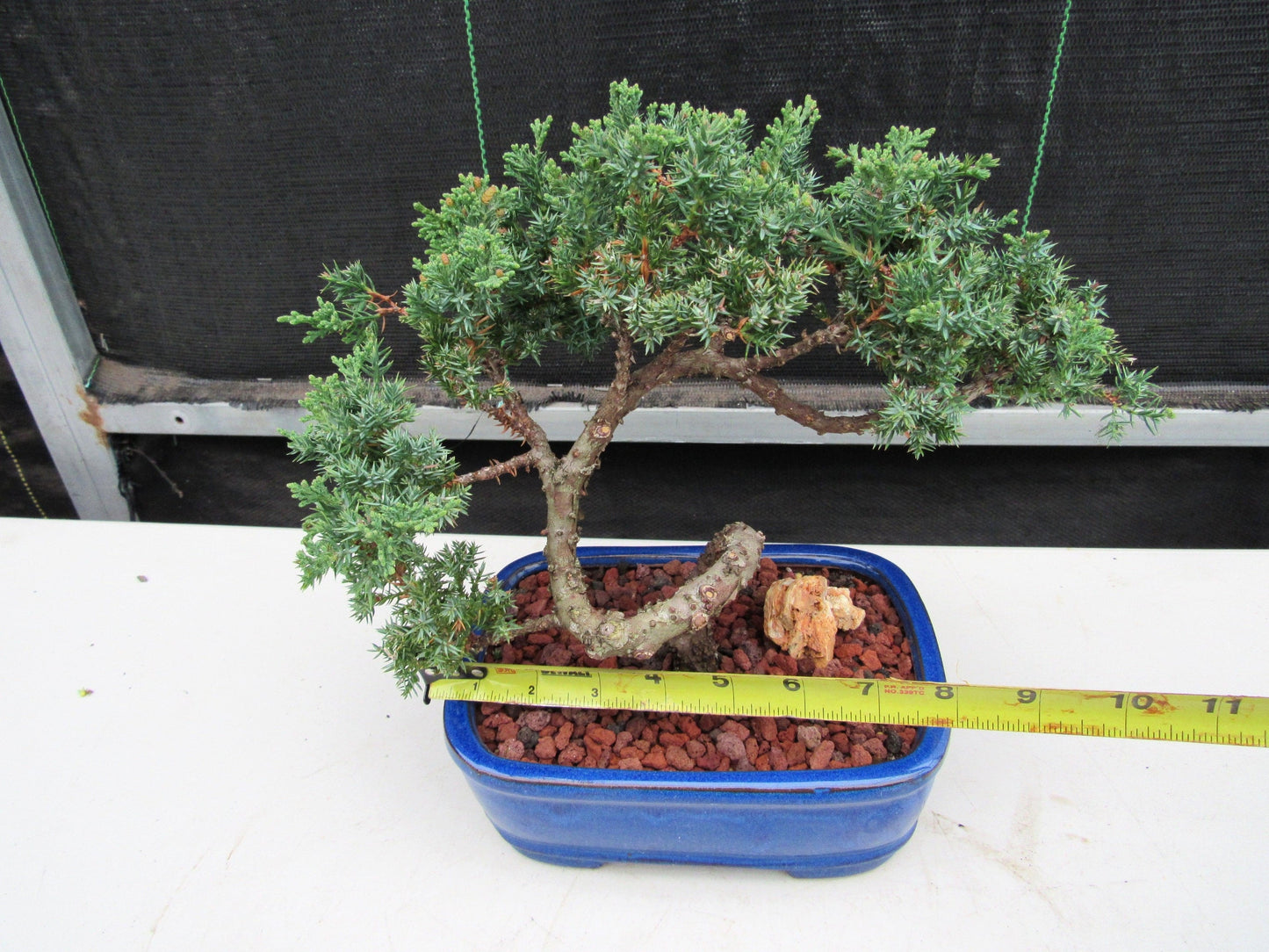 19 Year Old Juniper "S" Specimen Bonsai Tree