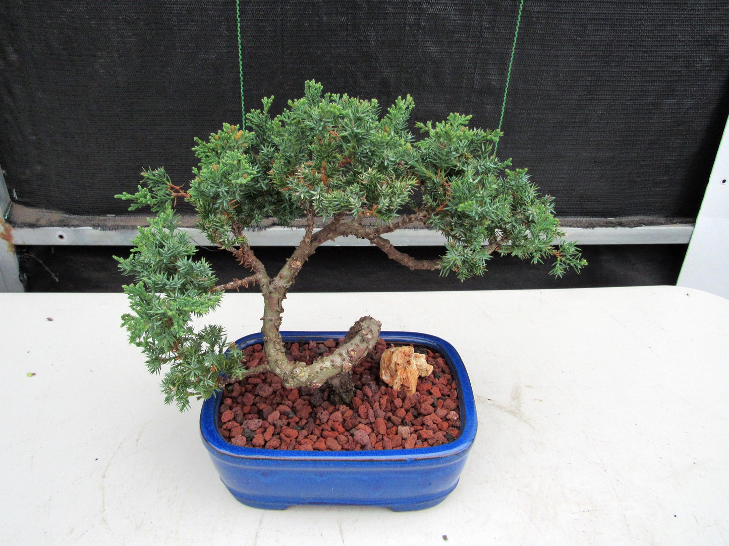 19 Year Old Juniper "S" Specimen Bonsai Tree