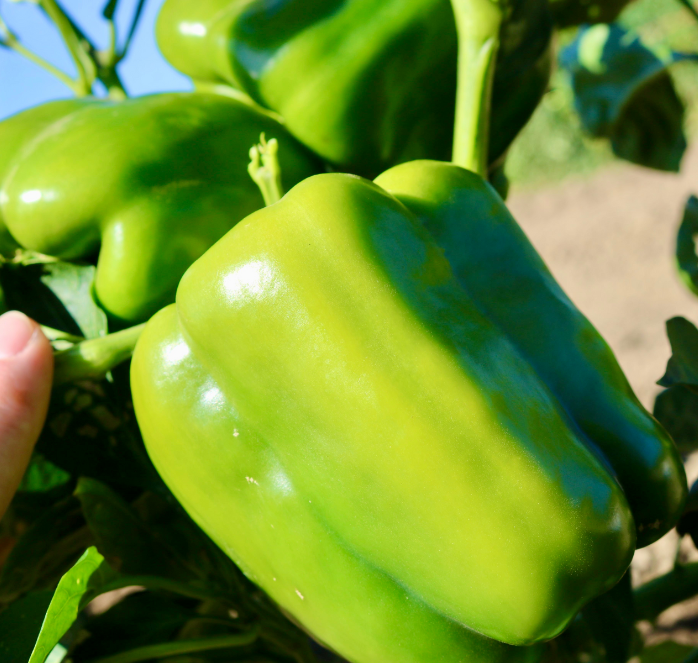 Baron Hybrid Pepper Seeds