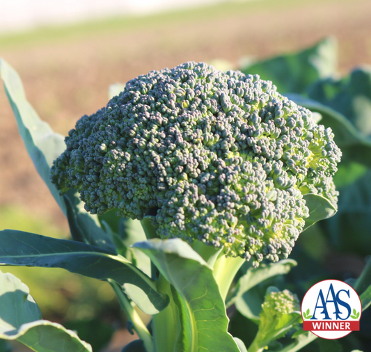 Artwork Baby Hybrid Broccoli Seeds