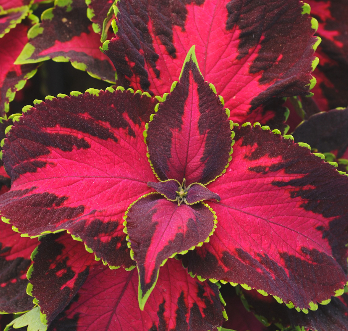 Chocolate Covered Cherry Coleus Seeds