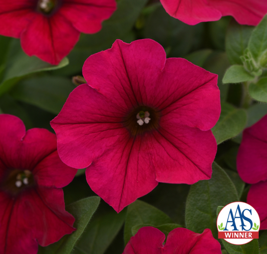 Carmine Velour Wave® Spreading Petunia