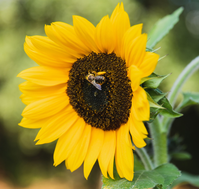 Autumn Beauty Sunflower Seeds