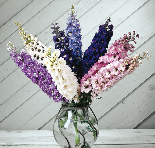 Magic Fountains Mix Delphinium Seeds