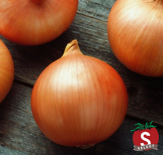 Candy Hybrid Onion Seeds