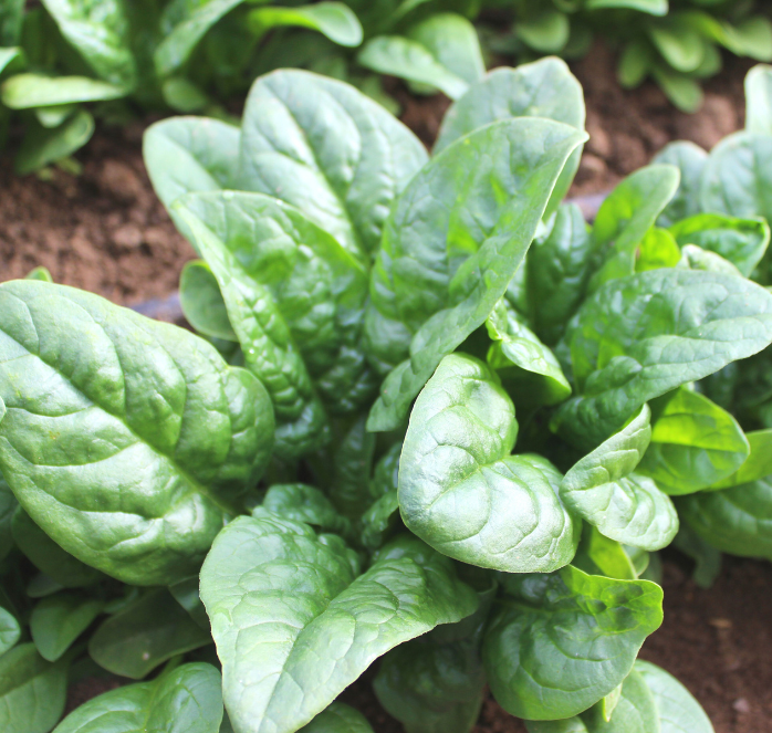 Green Beret Hybrid Spinach Seeds