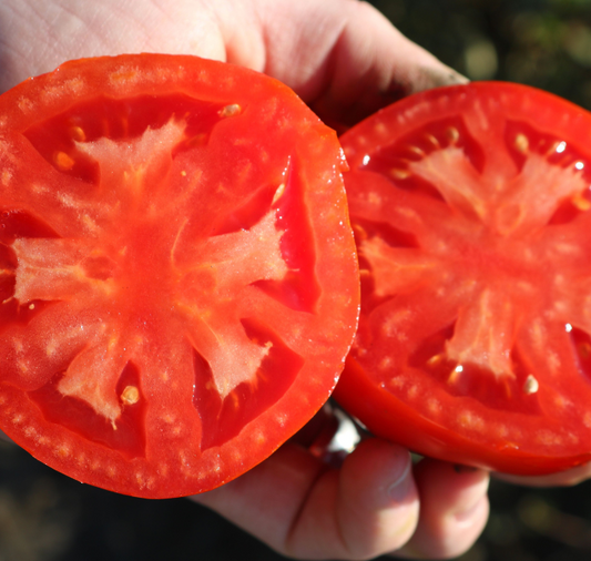 Biltmore Hybrid Tomato Seeds