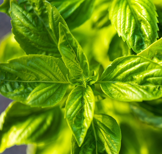 Basil Seeds, Genovese or Sweet Basil