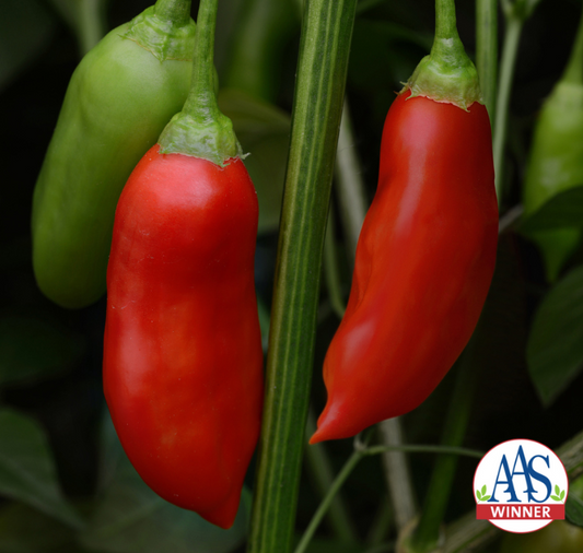 Aji Rico Hybrid Pepper Seeds