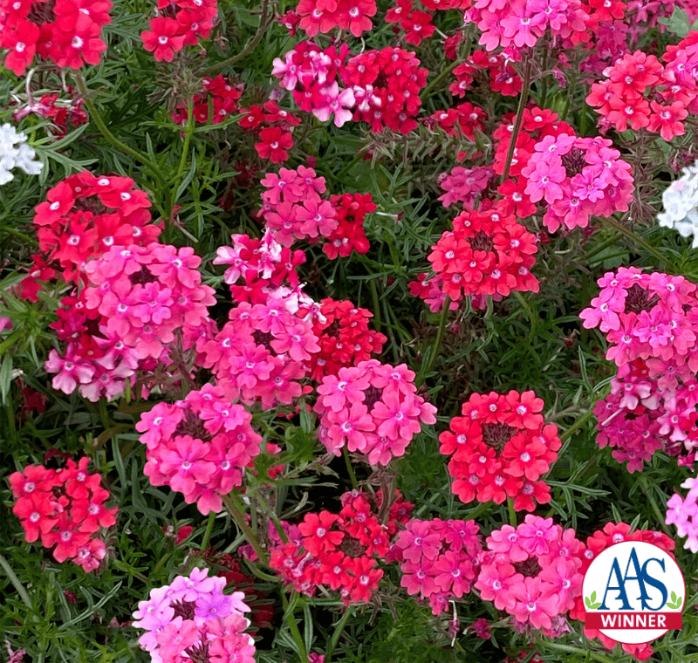 Sweetheart Kisses Verbena Seeds