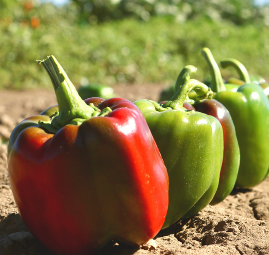 Aristotle X3R Hybrid Sweet Bell Pepper Seeds